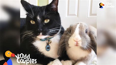 Feisty Cat Plays SO Gently With His Bunny Best Friend | The Dodo Odd ...