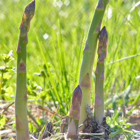 Asparagus Bare Root Crowns from $13.99 - Grow Organic