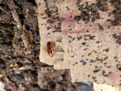 Is this a wood roach or roach roach in my outdoor worm bin : r/pestcontrol