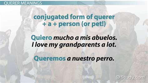 Querer Conjugation | Overview, Present & Future Tense Form - Lesson | Study.com