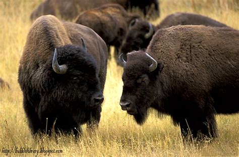 World All Animals: American bison