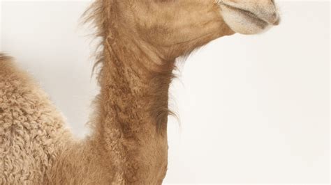 Arabian Camel (Dromedary) | National Geographic