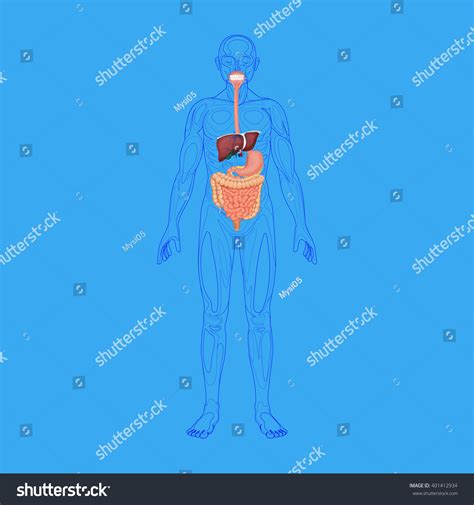 Human Digestive System Stock Vector Illustration 401412934 : Shutterstock