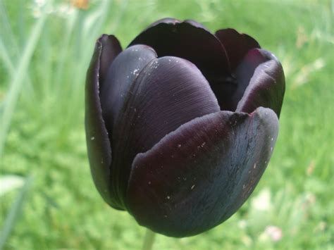 Futaba Black Tulip Flower seed - 10 Pcs : Amazon.in: Garden & Outdoors