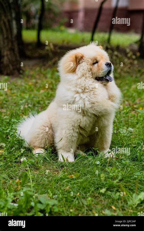 Cute dog of the Chow-chow breed with his tongue hanging out on a walk ...