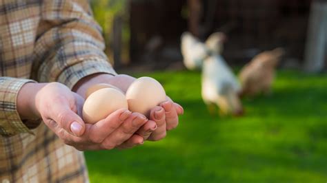 How To Start A Chicken Egg Farm - TheFarmLiving.Com