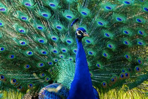 "Indian Peafowl" Images – Browse 13,774 Stock Photos, Vectors, and ...