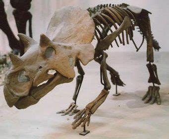 Épinglé sur Dinosauricon C:Ceratopsidae,Ceratopia/subfamily: CENTROSAURINAE