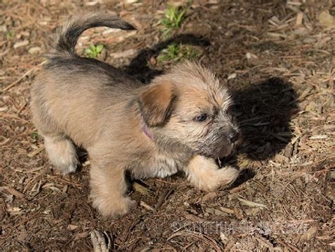 All About Glen of Imaal Terrier Dog Breed – Origin, Behavior ...