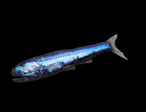 GLACIER LANTERNFISH LIFE EXPECTANCY