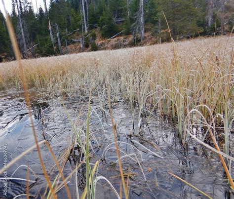 Lake Laka with floating islands on the surface is the smallest ...