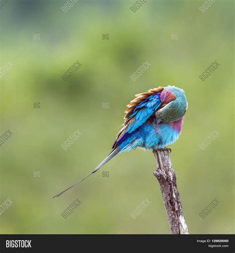 Specie Coracias Image & Photo (Free Trial) | Bigstock