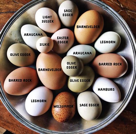 Variety of Egg Colors from Sussex Chickens – Nature Blog Network