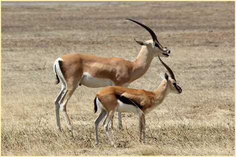 Safari: Part V - In praise of the Antelope | Criaturas mitológicas ...