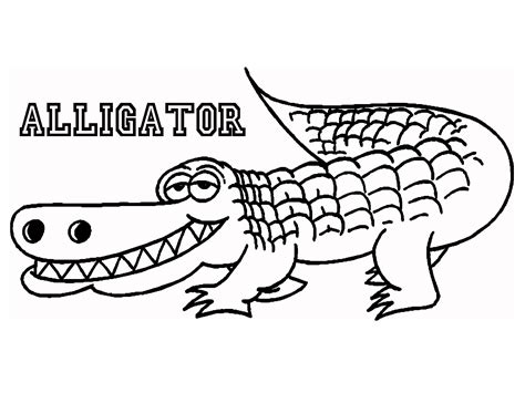 Alligator Great Pictures