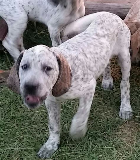 dogo argentino x Blue Gascon mix