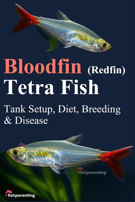 Bloodfin Tetra Care, Tank Setup, Diet & Breeding Guide | Fish, Freshwater fish, Tetra