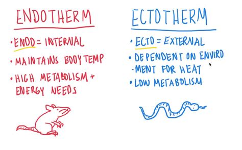 SOLVED: Which type of animal maintains a constant internal body temperature? a. endotherm b ...