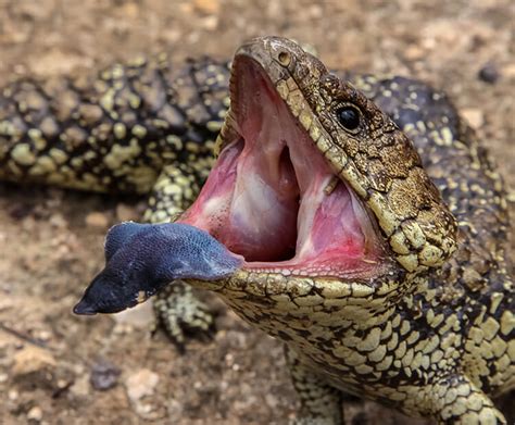 Blue-tongued skink | San Diego Zoo Wildlife Explorers