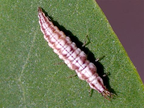 Brown Lacewing larva - BugGuide.Net