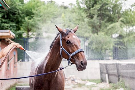 5 Tips for Finding the Best Horse Shampoo | Vetericyn