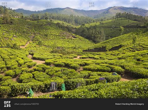 Tea estate, Munnar, Kerala, India, Asia stock photo - OFFSET