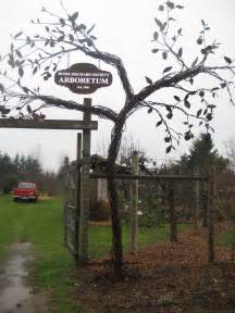 pruning kiwi vines – On The Banks of Salt Creek