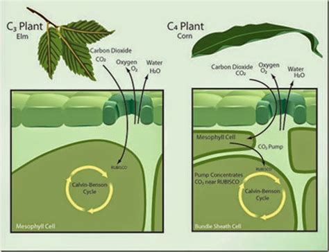 Difference Between C3 and C4 Plants