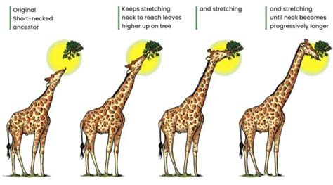 Lamarck’s Theory of Evolution - Postulates, Examples, Drawbacks - Biology Notes Online