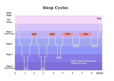 Why We Sleep Book Summary by Matthew Walker