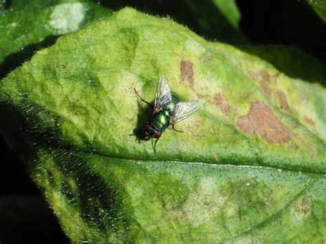 Green Bottle Fly - Lucilia sericata, species information page. Also known as - Sheep Blowfly