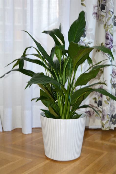 10 Plantas de interior fáciles de cuidar10 Plantas de interior fáciles ...