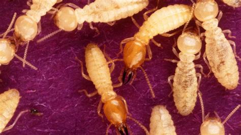 Super 'devil' termites on way to Europe to EAT your home - Mirror Online