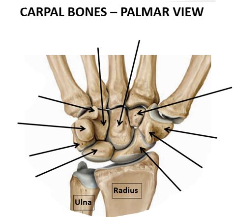 Carpal Bones Palmar View Diagram | Quizlet