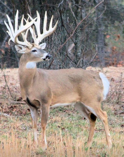 1720 best The Thrill of the Hunt images on Pinterest | Deer, Hunting ...