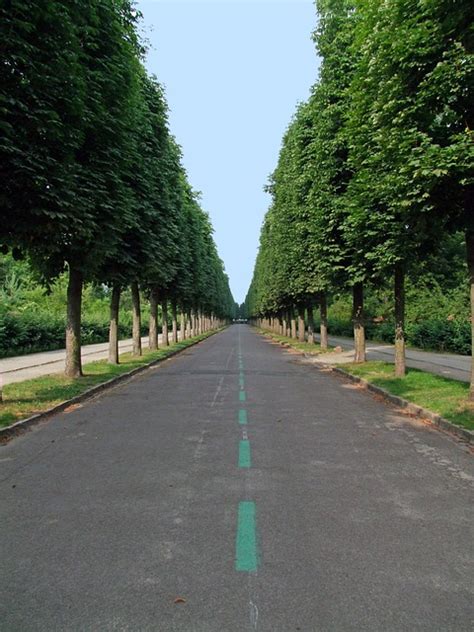 Avenue Tree Lined Road · Free photo on Pixabay