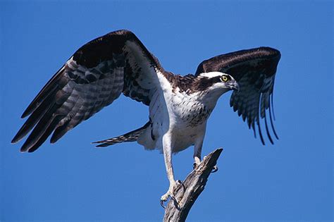 Wildlife Viewing in BC – British Columbia Travel and Adventure Vacations