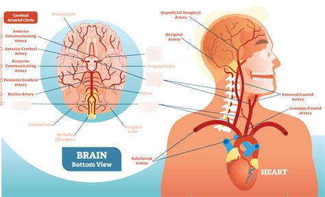 cerebral circulation diagram Diagram | Quizlet