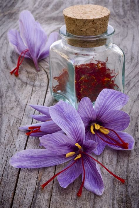 Harvesting Saffron Crocus - When And How To Harvest Saffron