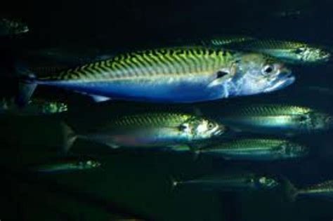 Atlantic Mackerel Information and Picture | Sea Animals