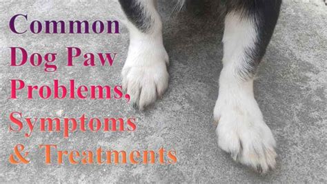 Common Dog Paw Disease, Symptoms and Treatments