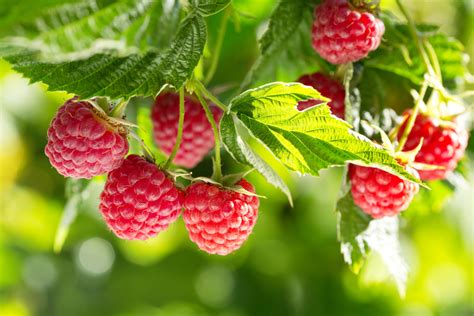 Red Raspberry Leaf (Rubus idaeus) - Integrative Lifestyle