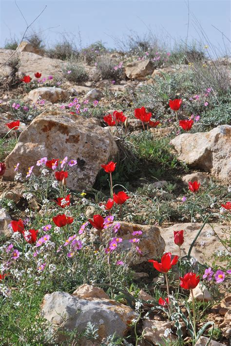 Negev - Wikipedia | Desert flowers, Shade flowers, Spring garden