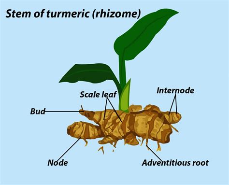 The stem of Turmeric is(a)Corm(b)Bulb(c)Rhizome(d)Tuber