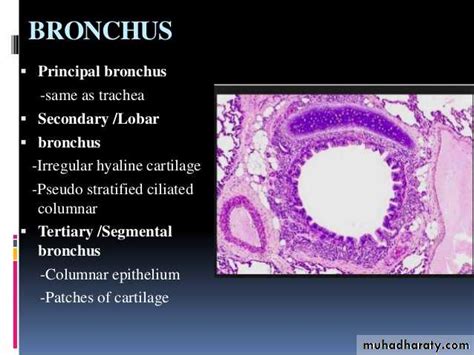 Histology of Larynx docx - D. Rasha - Muhadharaty