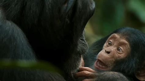 Chimp Empire Twitter Reactions: Viewers Find Chimpanzee Feud Interesting, Say Real Cinema is ...