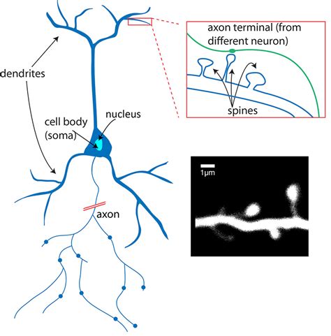 What is a neuron? - Queensland Brain Institute - University of Queensland