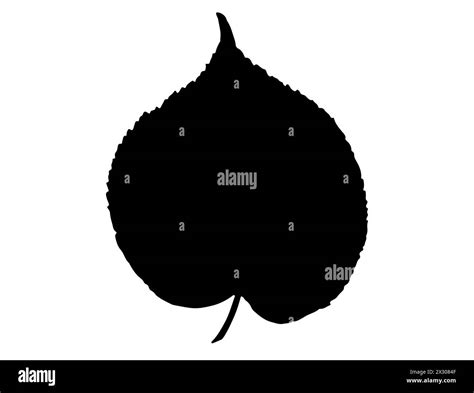 Bodhi leaf silhouette vector art Stock Vector Image & Art - Alamy