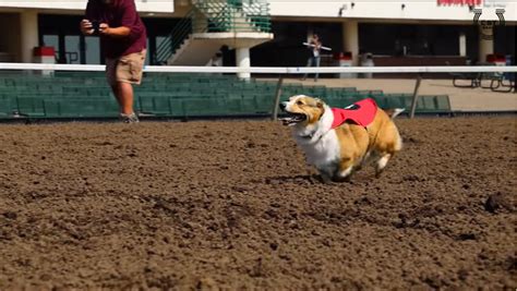 Canterbury Park Corgi races on Sunday | The Mighty 790 KFGO | KFGO