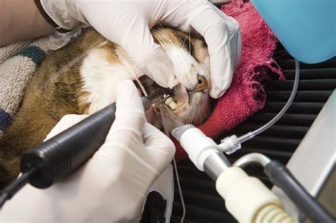 Why You Should Invest In Your Cat’s Dental Cleaning – An Inside Look - iHeartCats.com